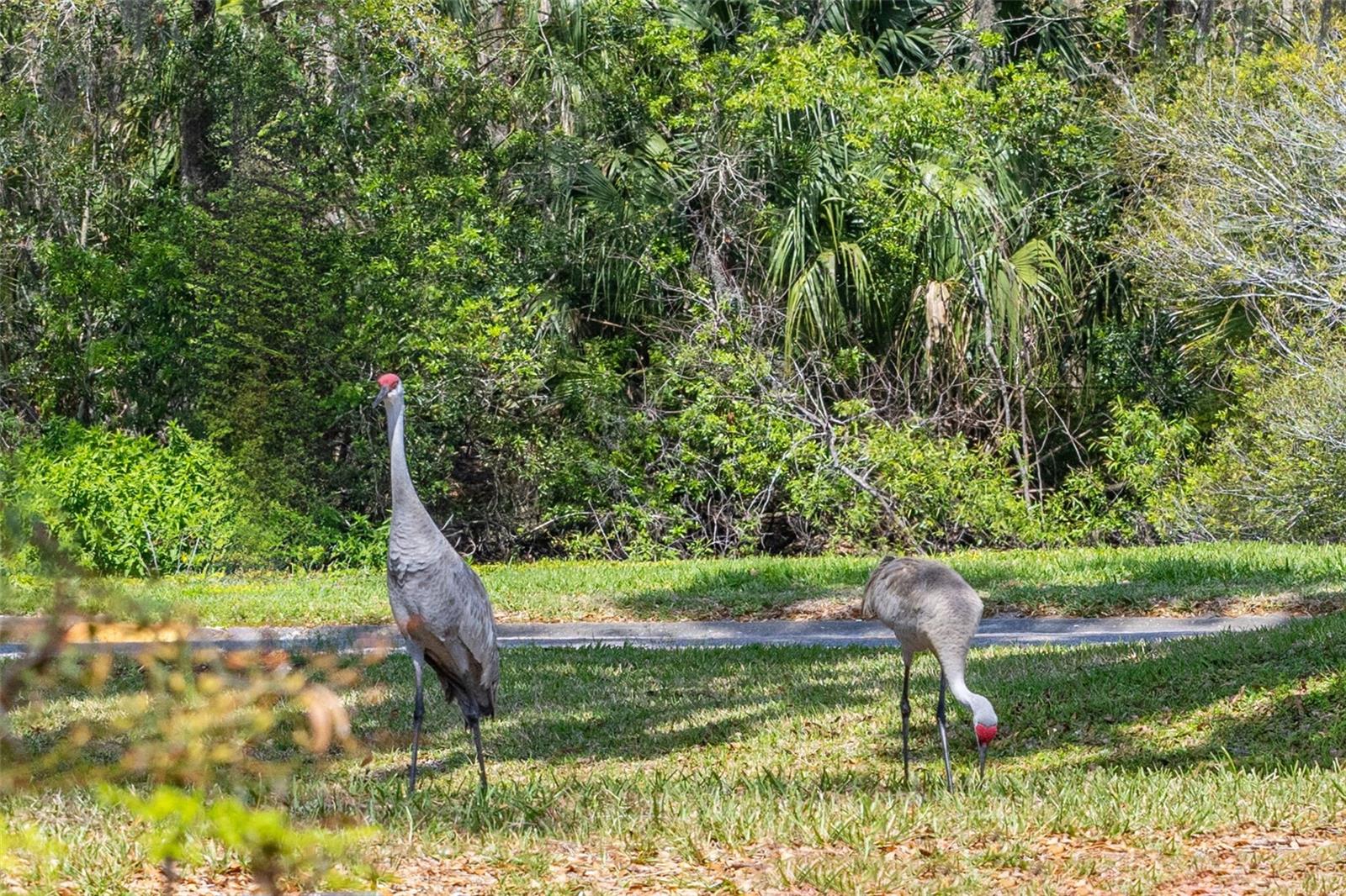 Sand Cranes