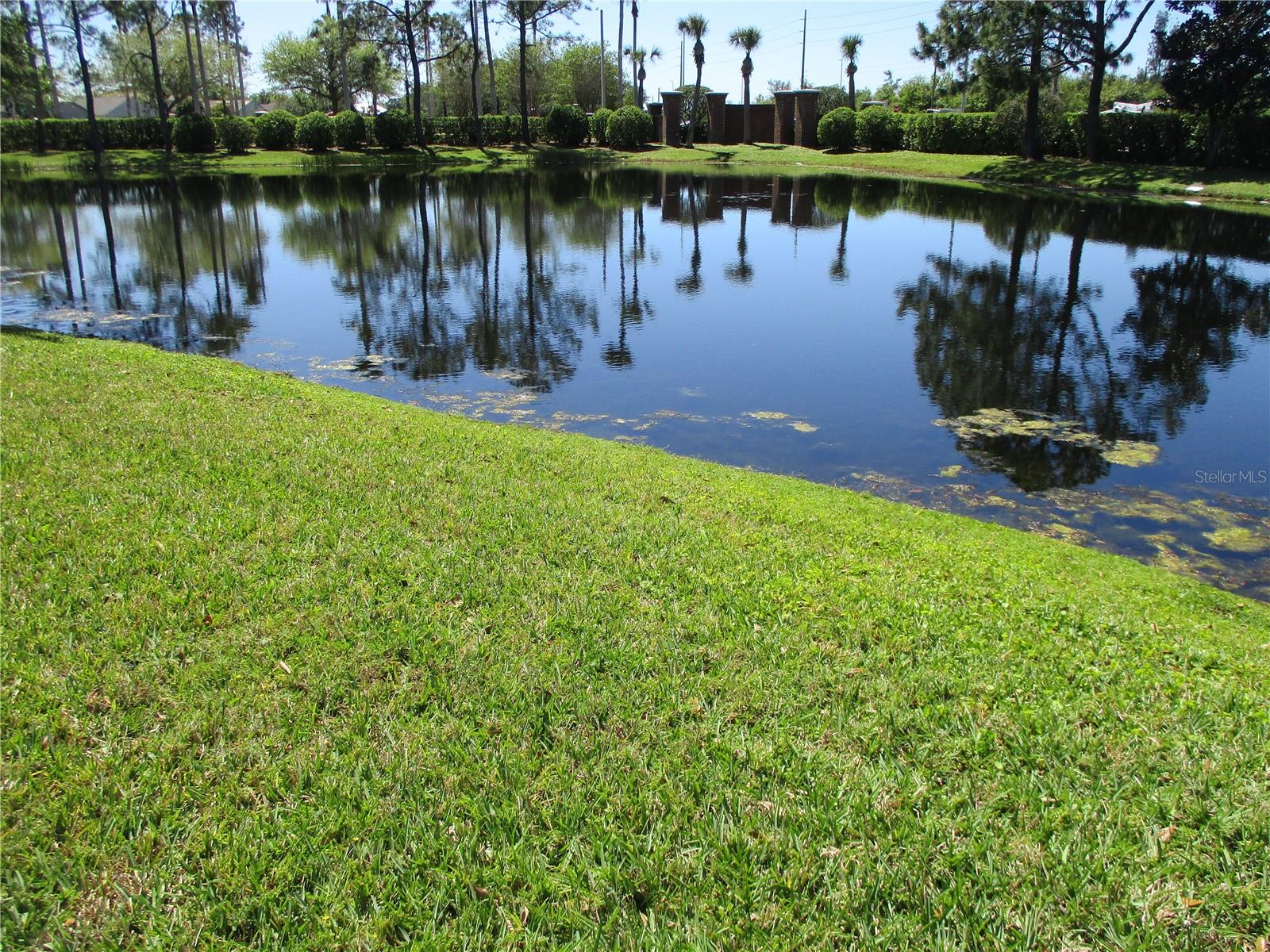 Pond View