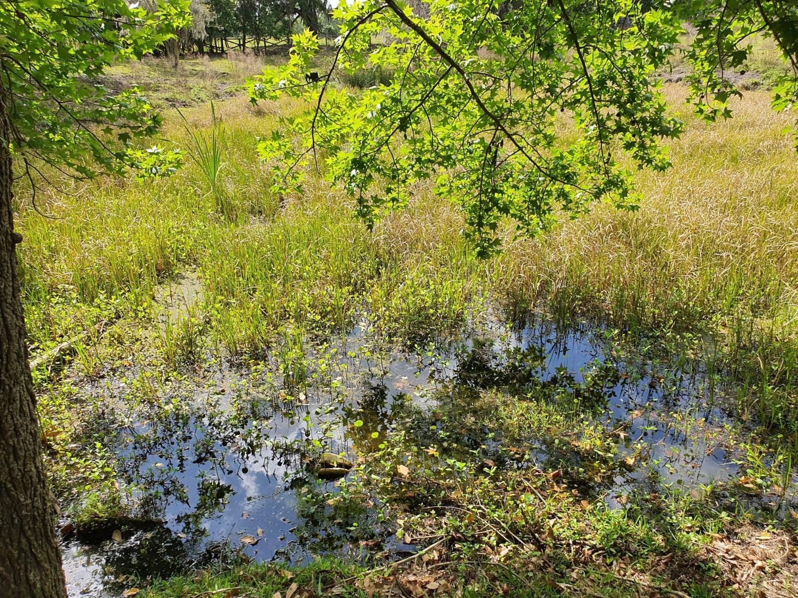 pond