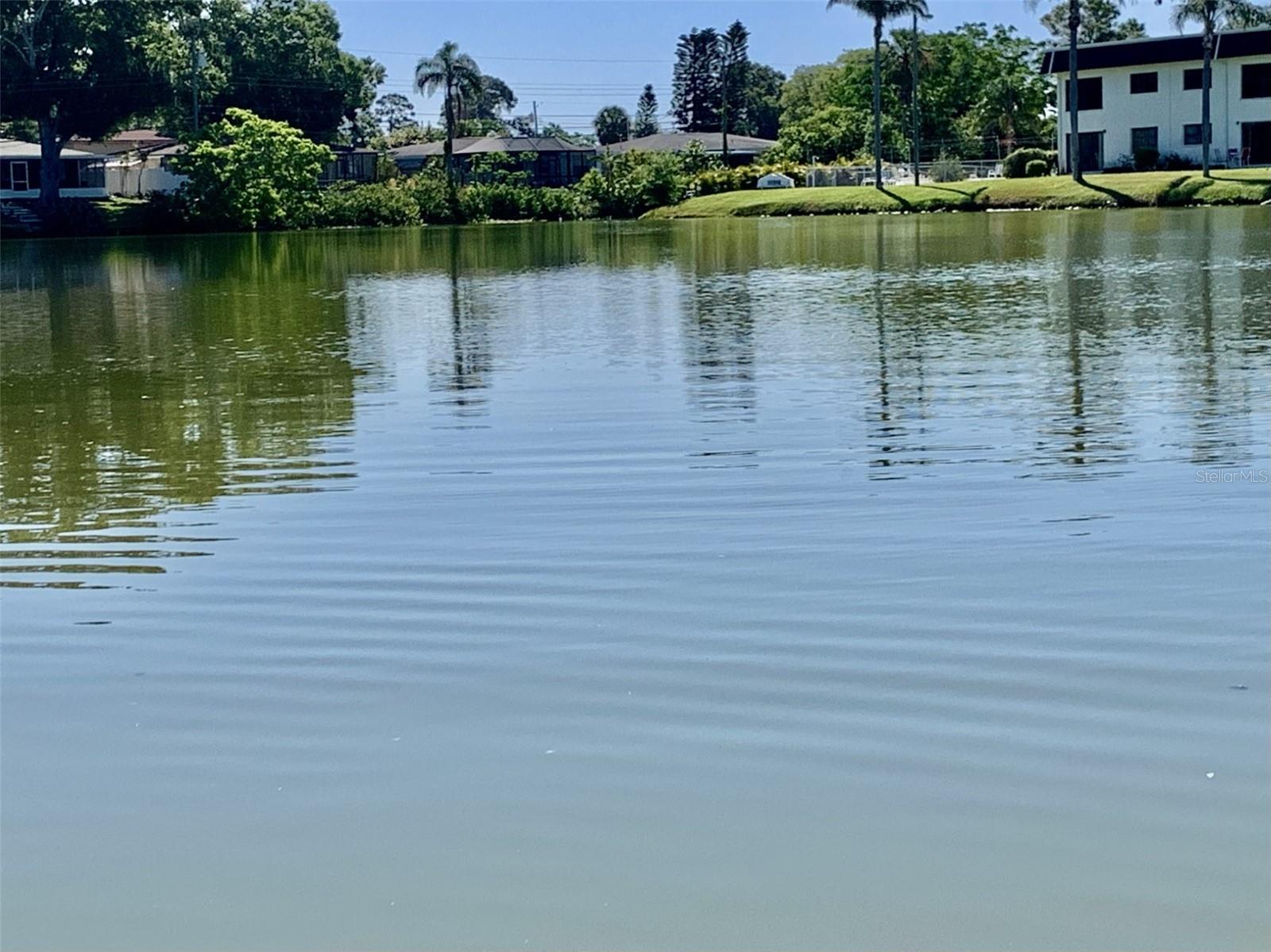 Calm and peaceful pond outside your back window
