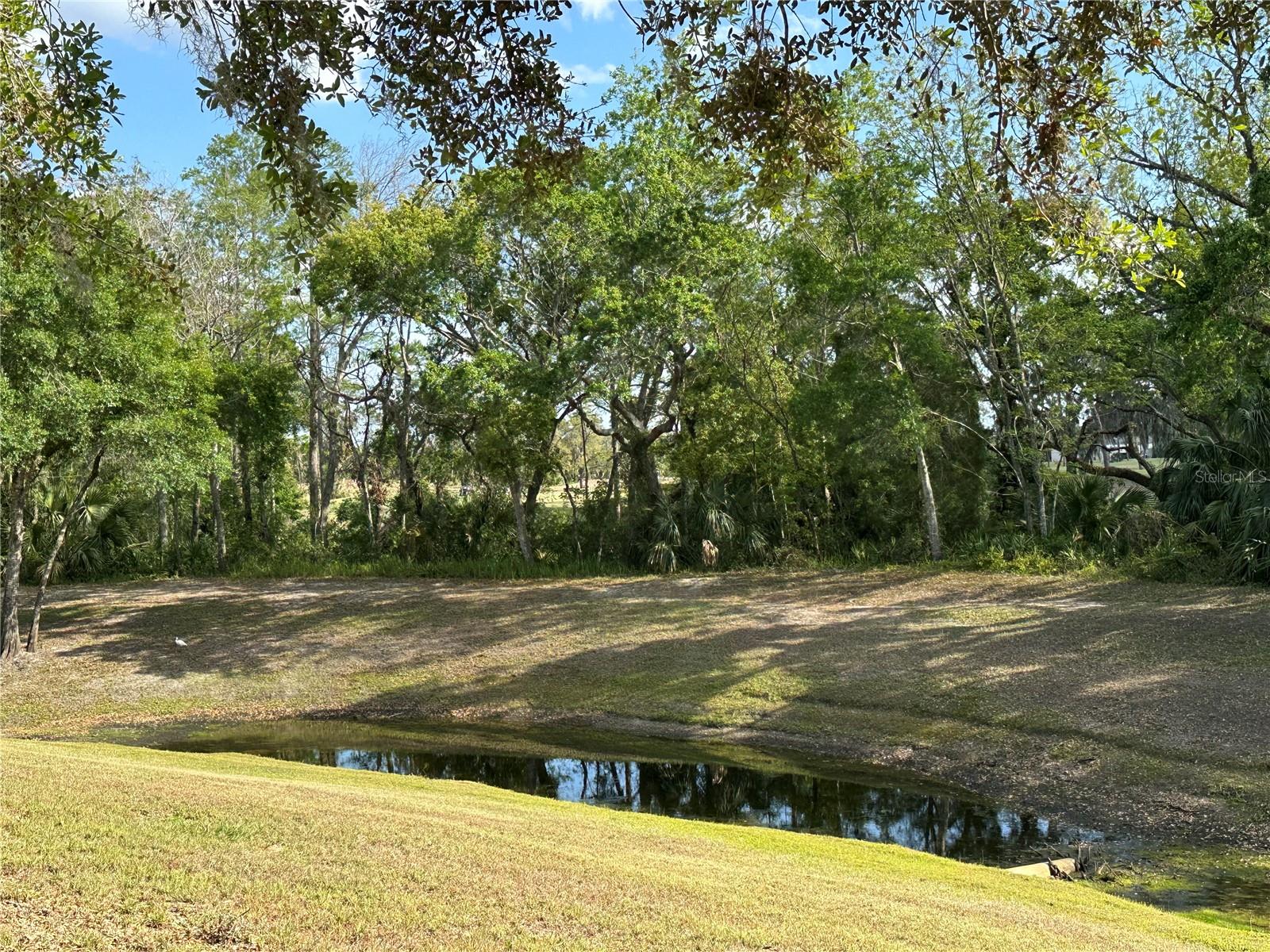 Back yard pond view