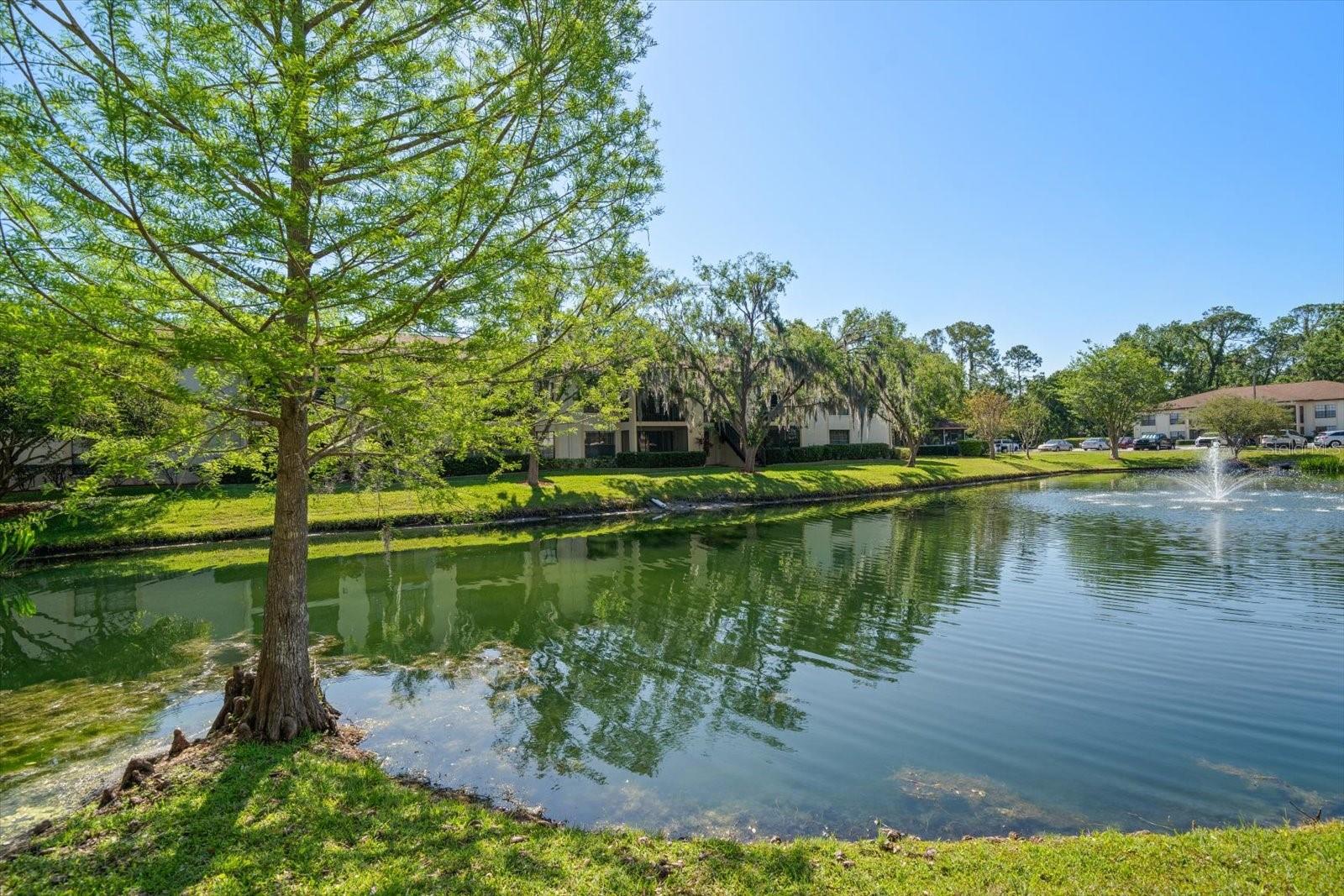 Pond view