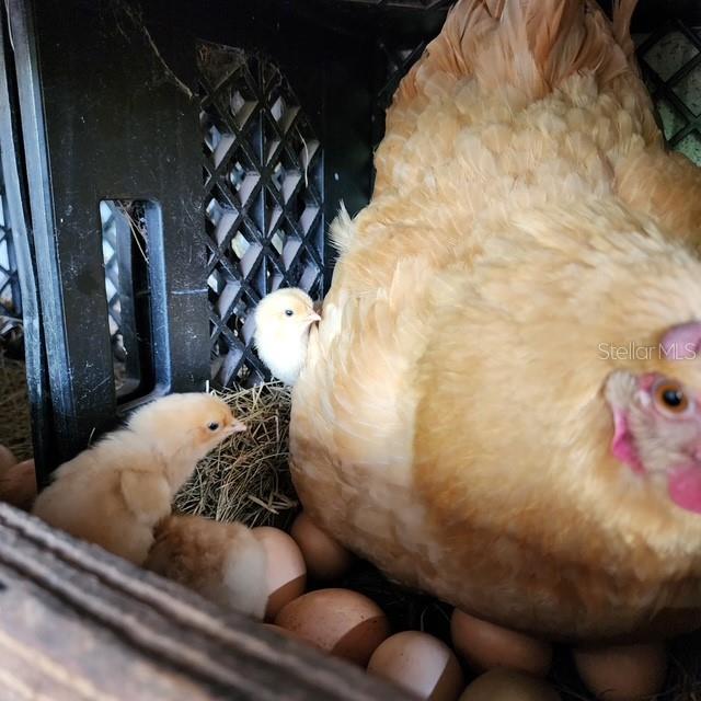 Baby chicks just hatched