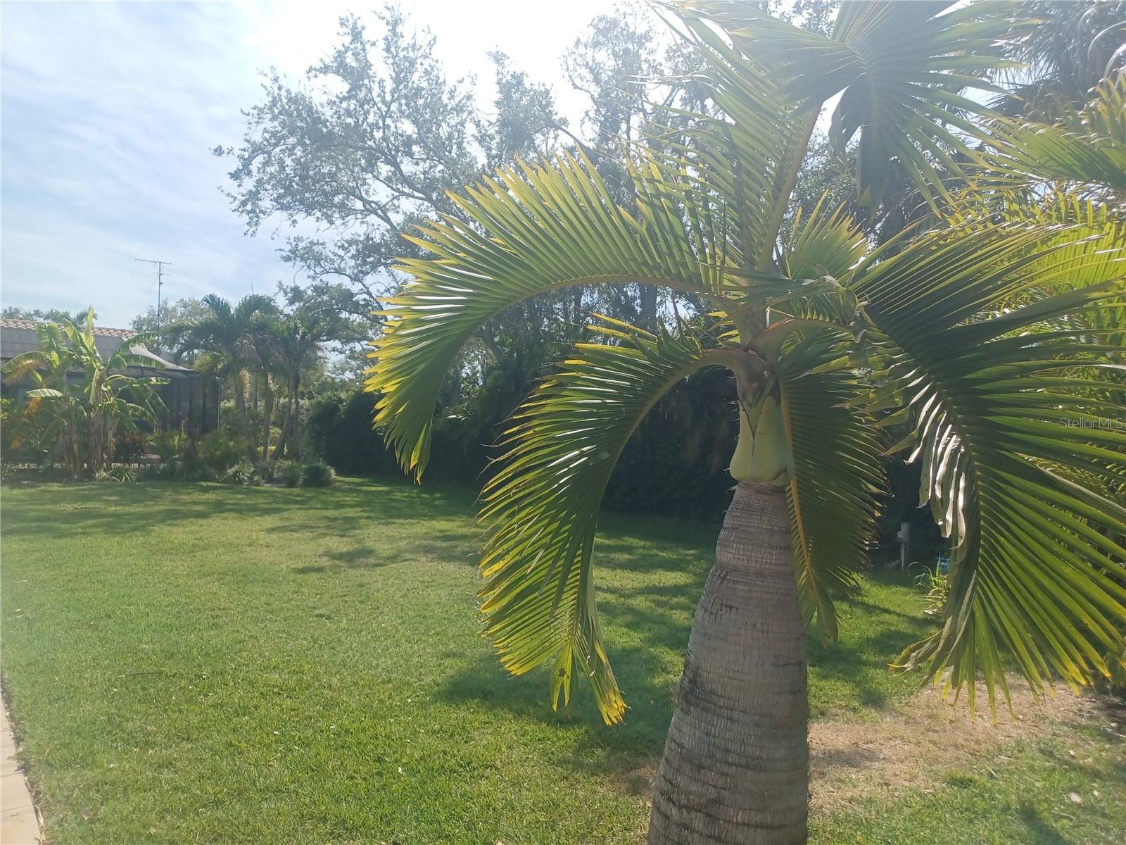 Rear yard