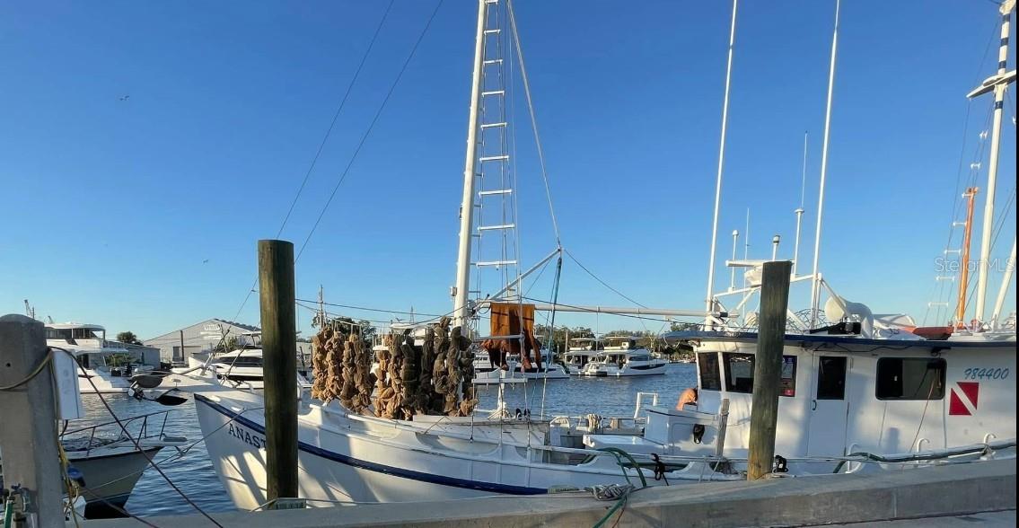 The Sponge Docks