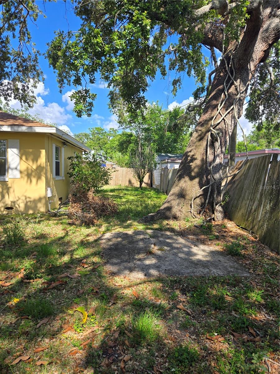 Back Yard 1