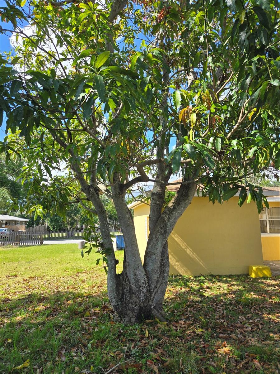 Back Yard 2