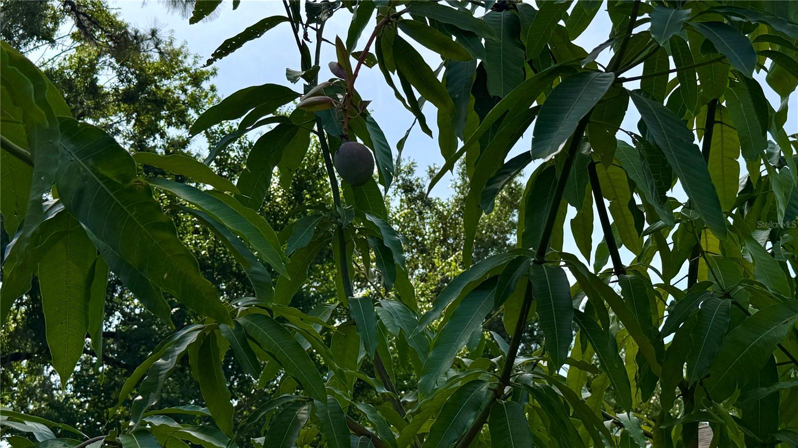 Mango Tree near front entry