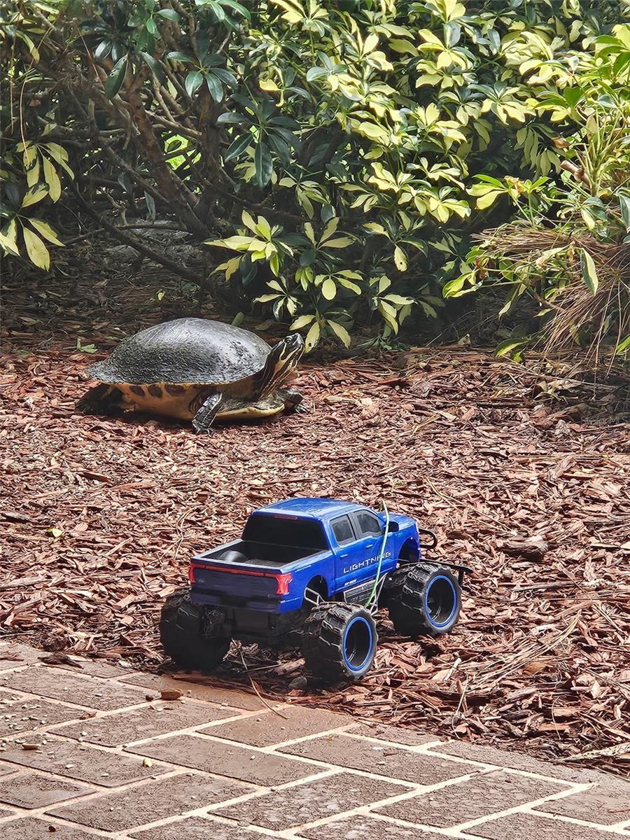 From the patio of #2157, Box turtle playing with his toy!