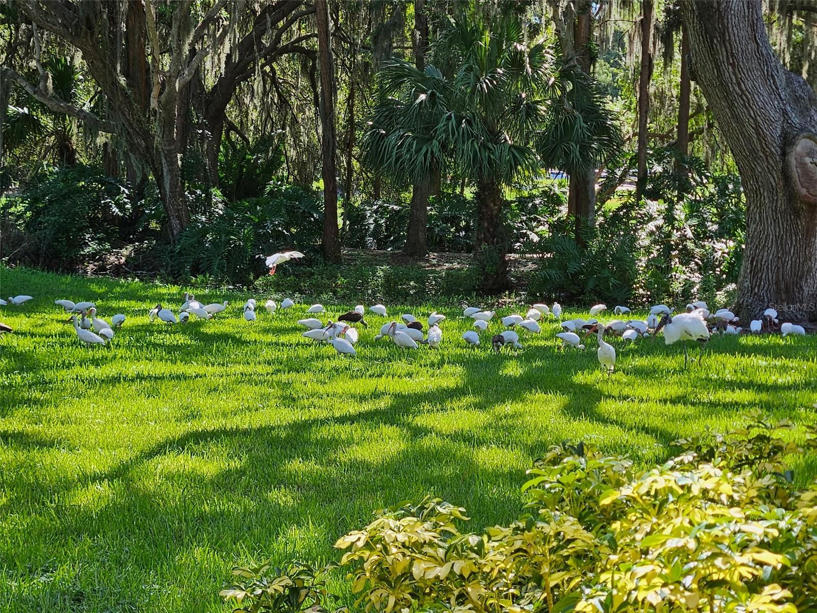 Morning feeding as  seen from the patio.