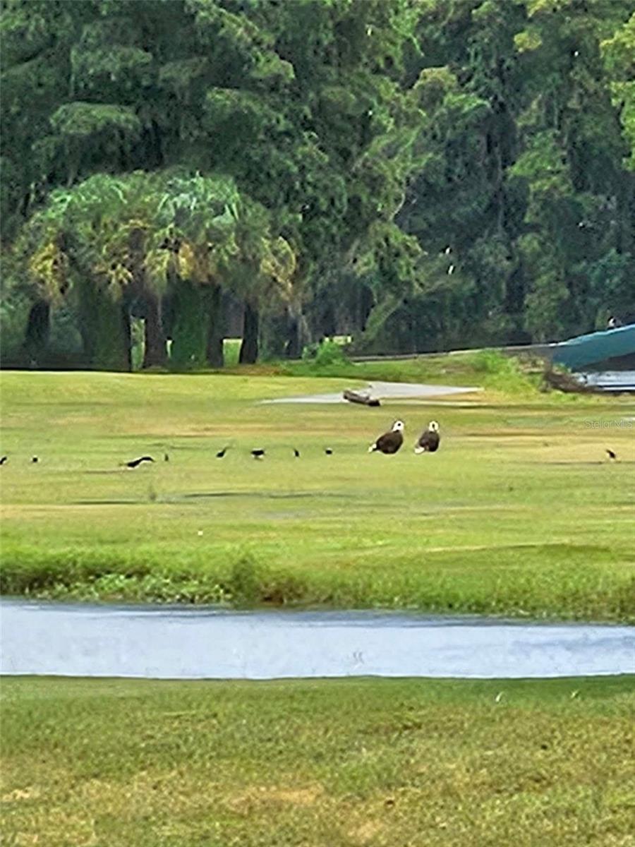 Lots of Birds gather every day.