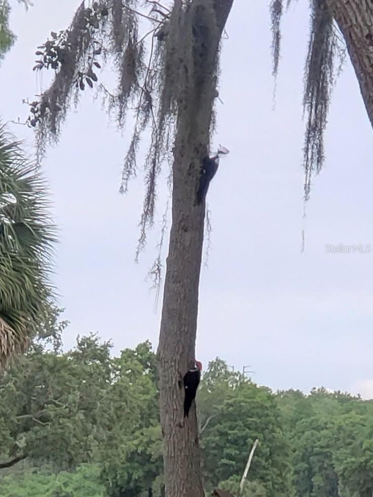 Large Woodpeckers!