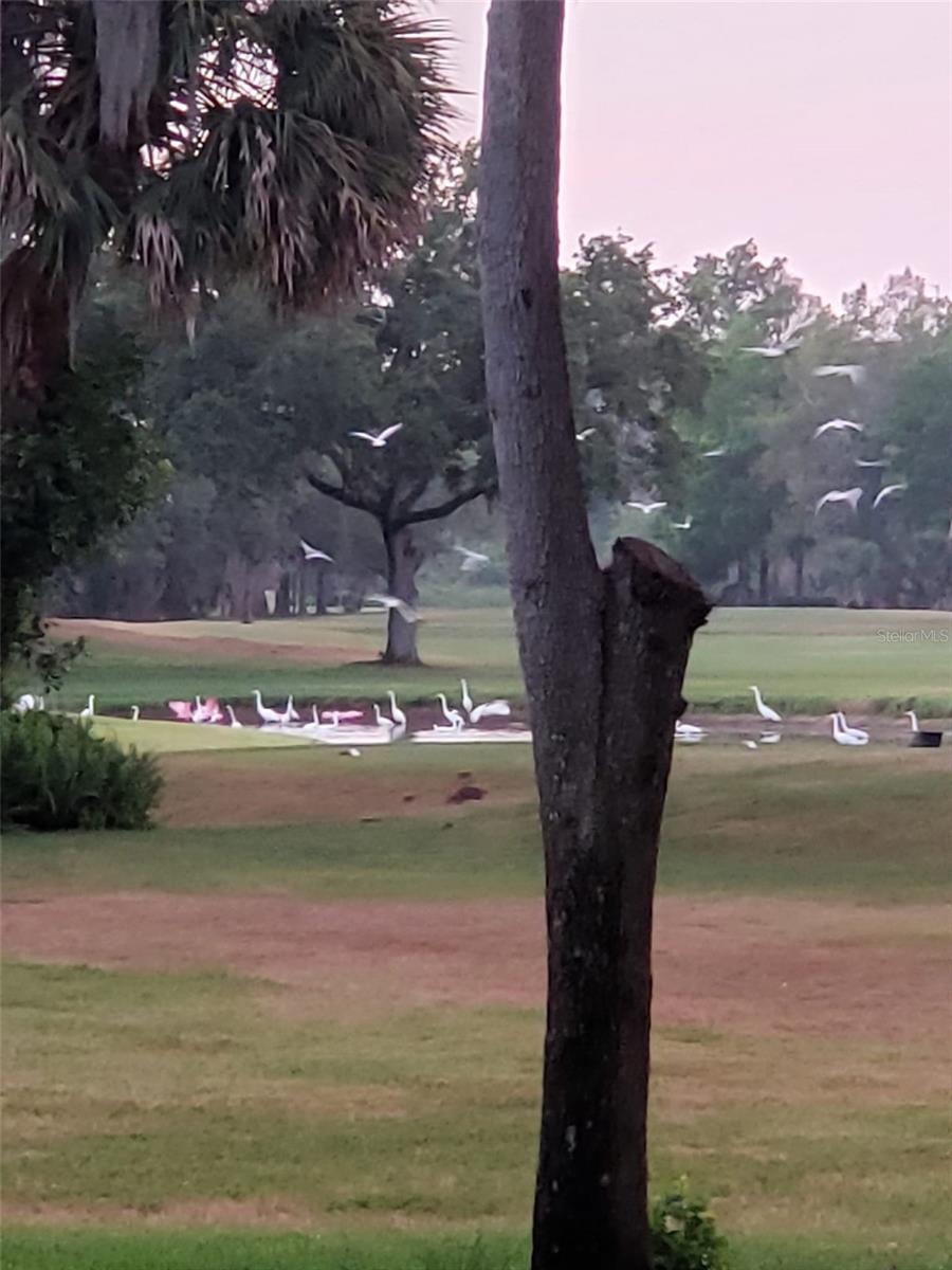 Large White Egress as seen from the patio.