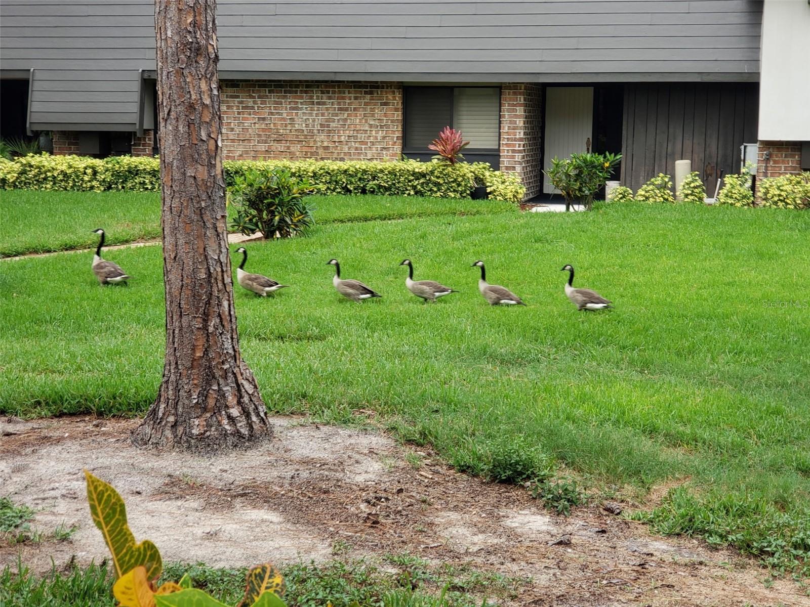 Mother  Duck and  her babies on parade.