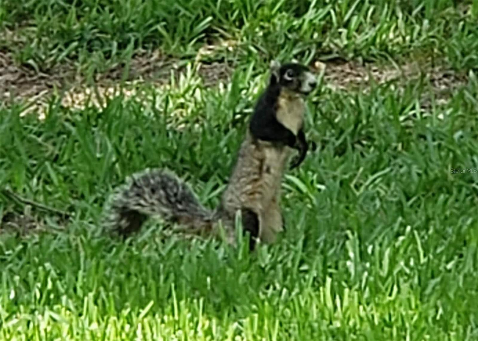 Fox Squirrel Coming for his morning snack.
