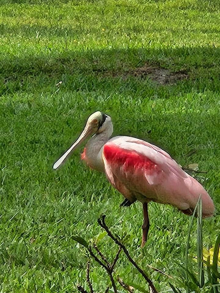 Pink Spoonbill.