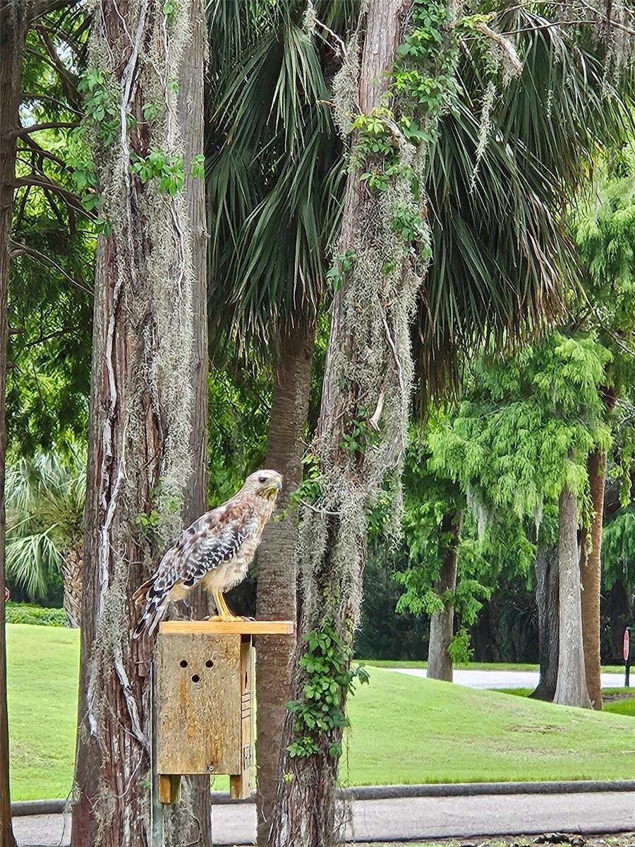 Woodstork waiting for his dinner.