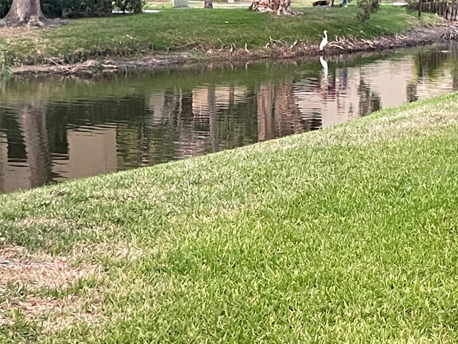 Enjoy water birds along the shore.