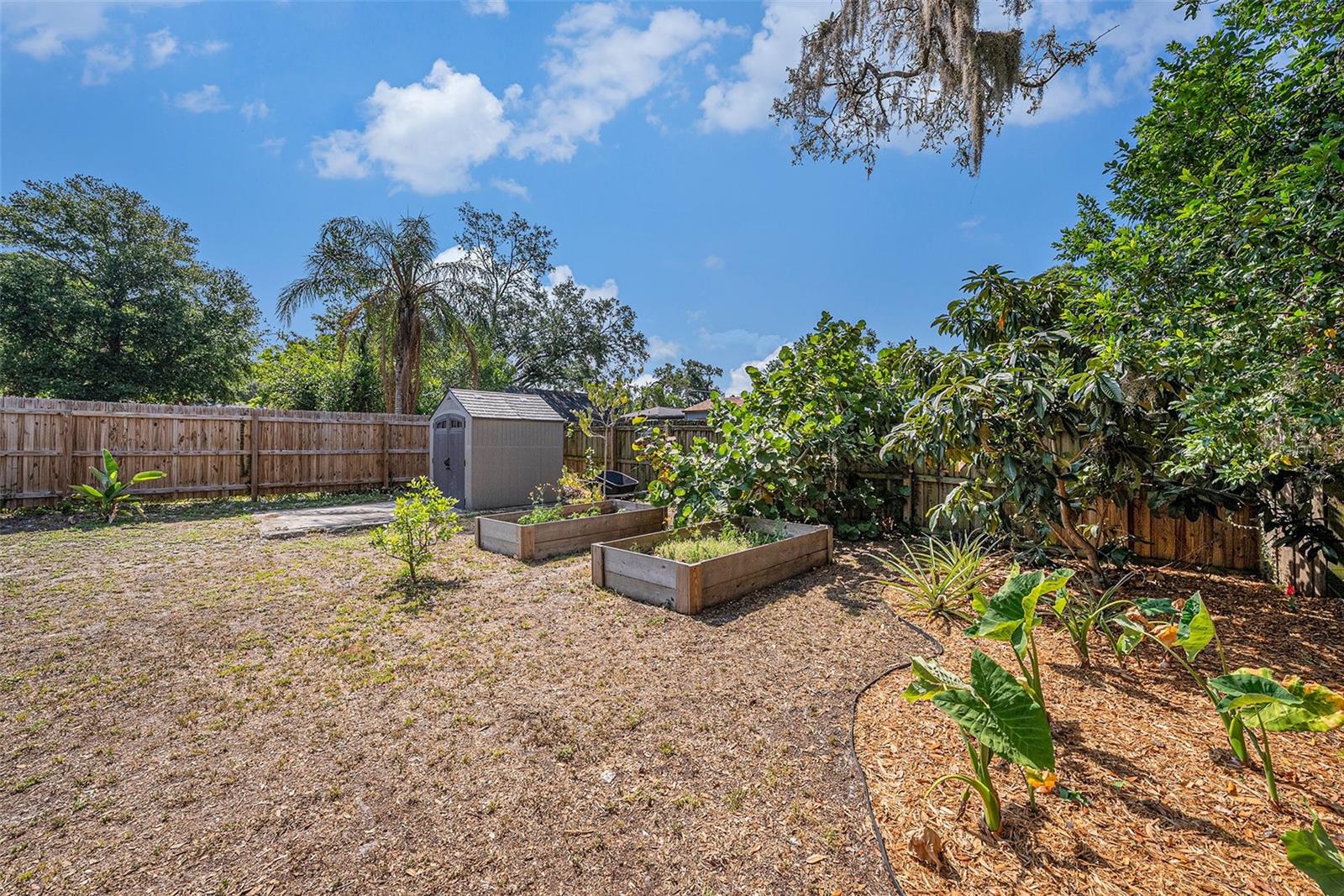 Backyard Garden