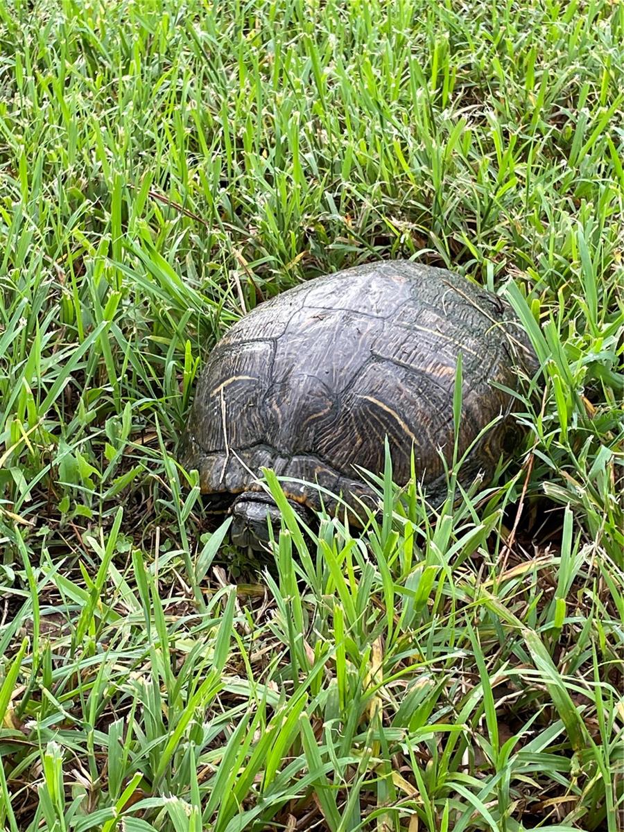 Shelly the resident turtle:)