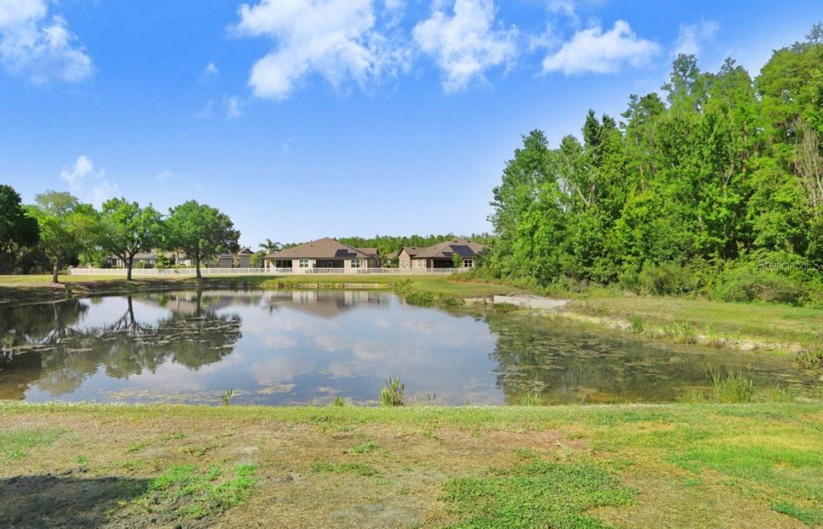 Pond