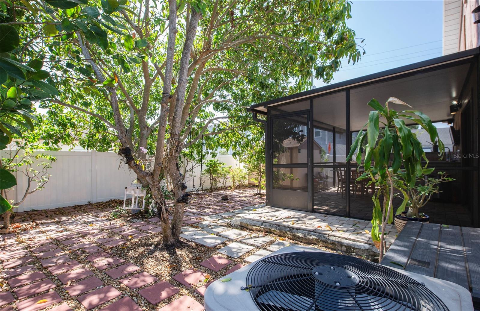 Mango tree canopy