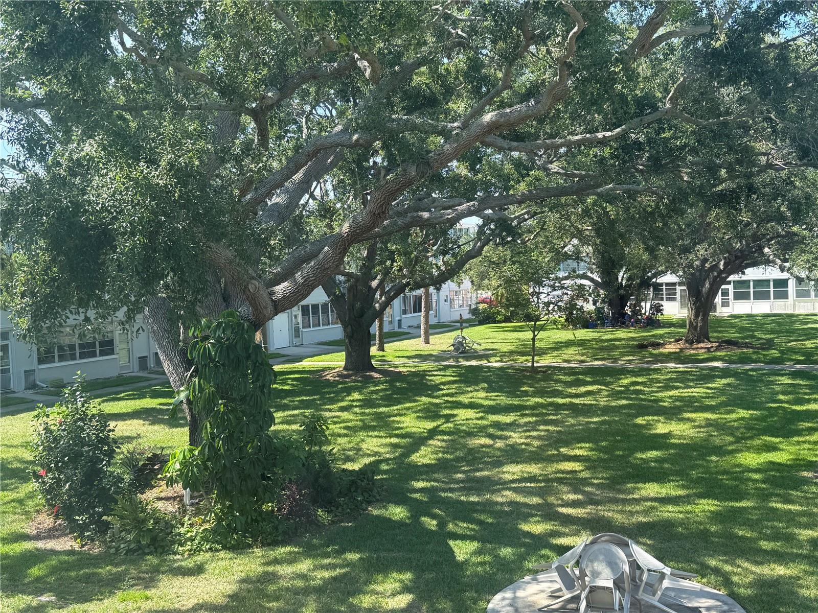 Beautiful live oaks & mature landscaping providing great shade.