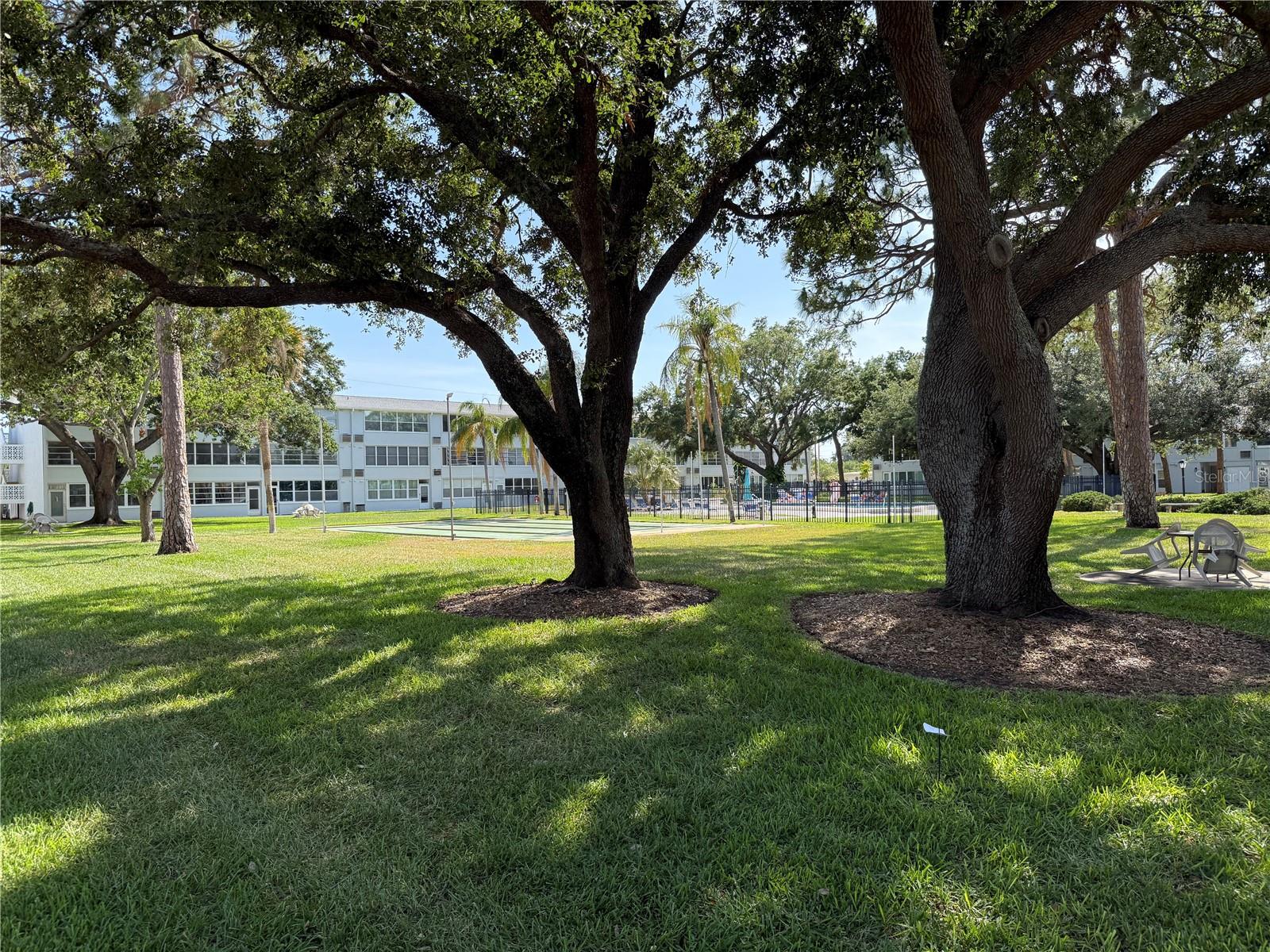 Beautiful trees
