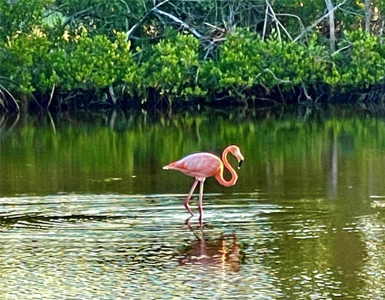 Honeymoon Island