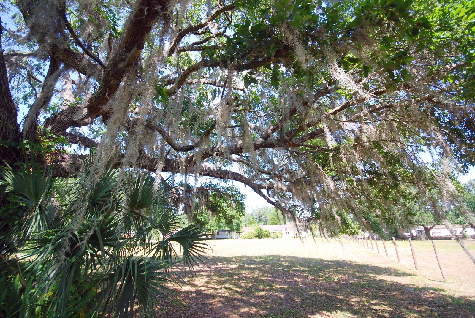 Large Oaks...