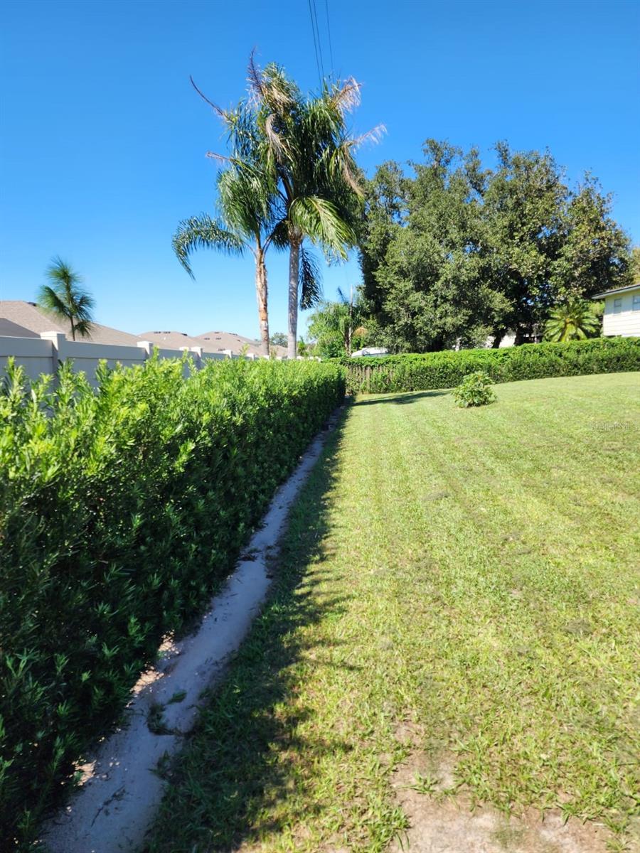 backyard