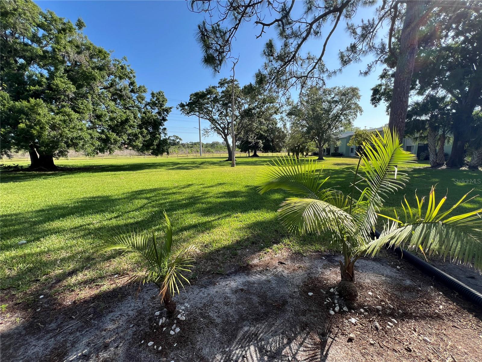 Backyard beauty