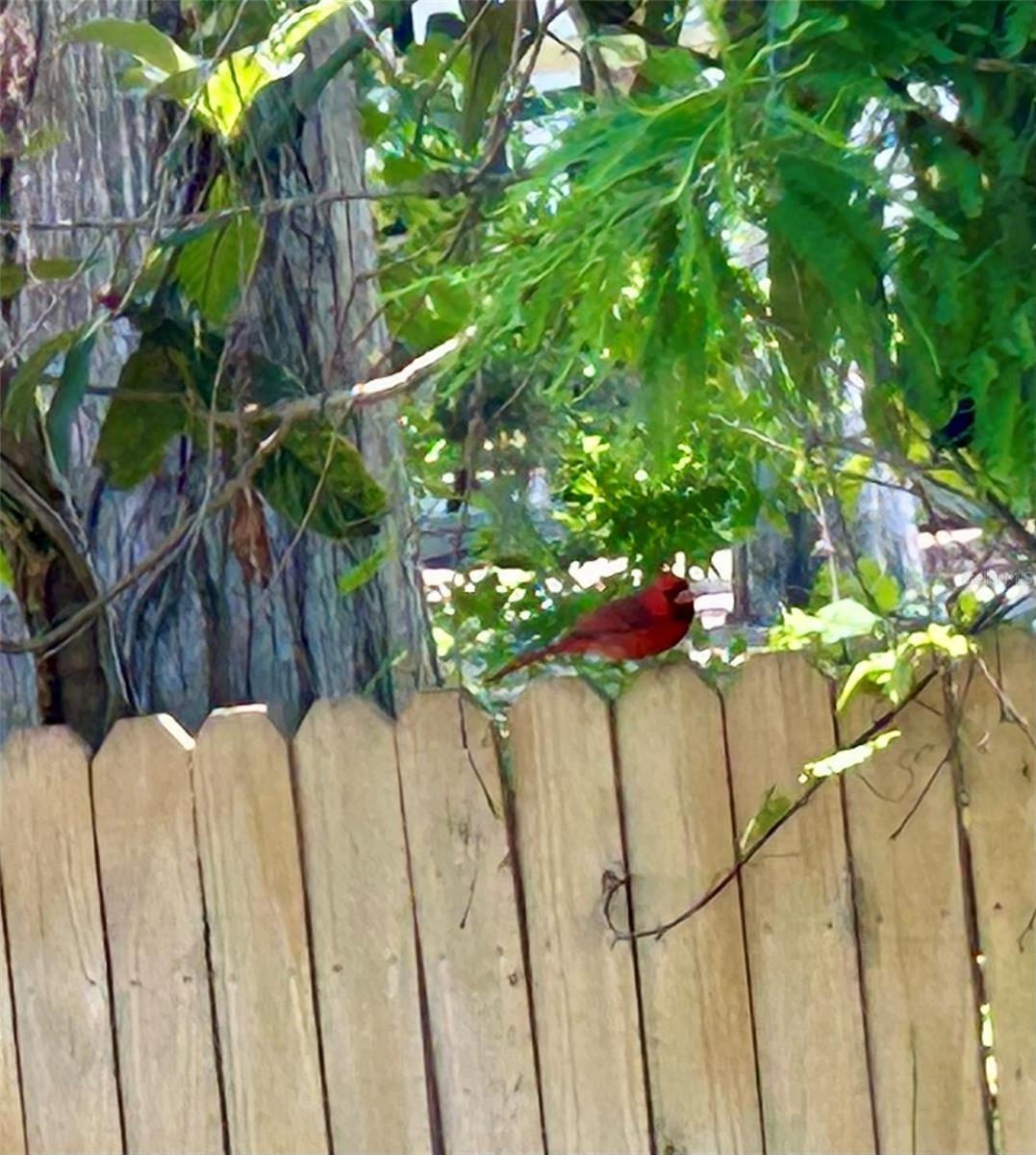 Lots of birds, this is a cardnal