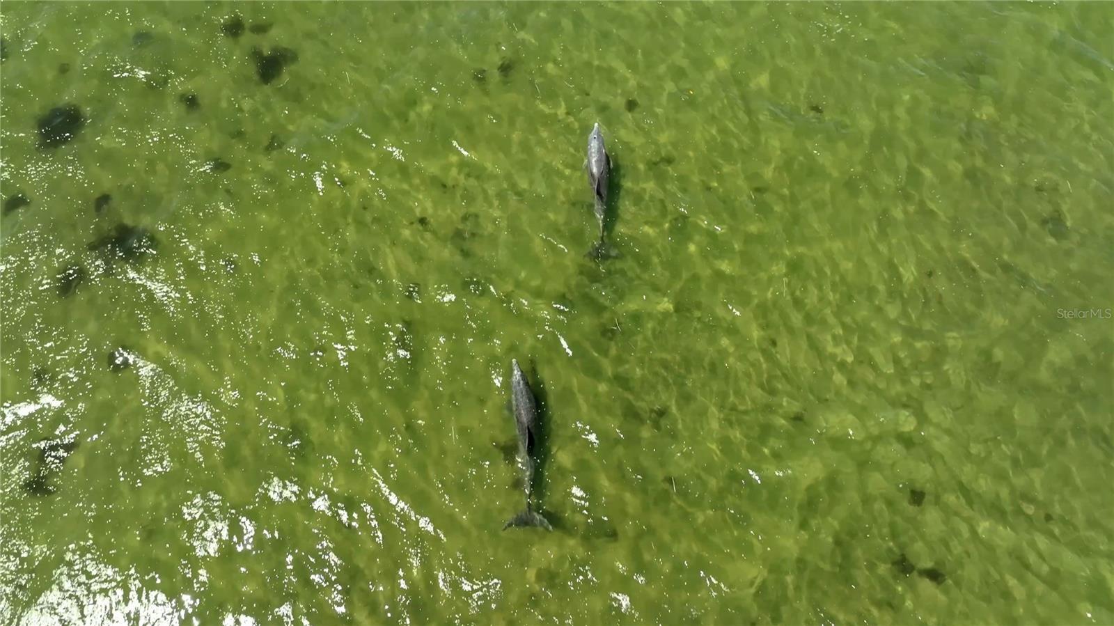 Dolphins