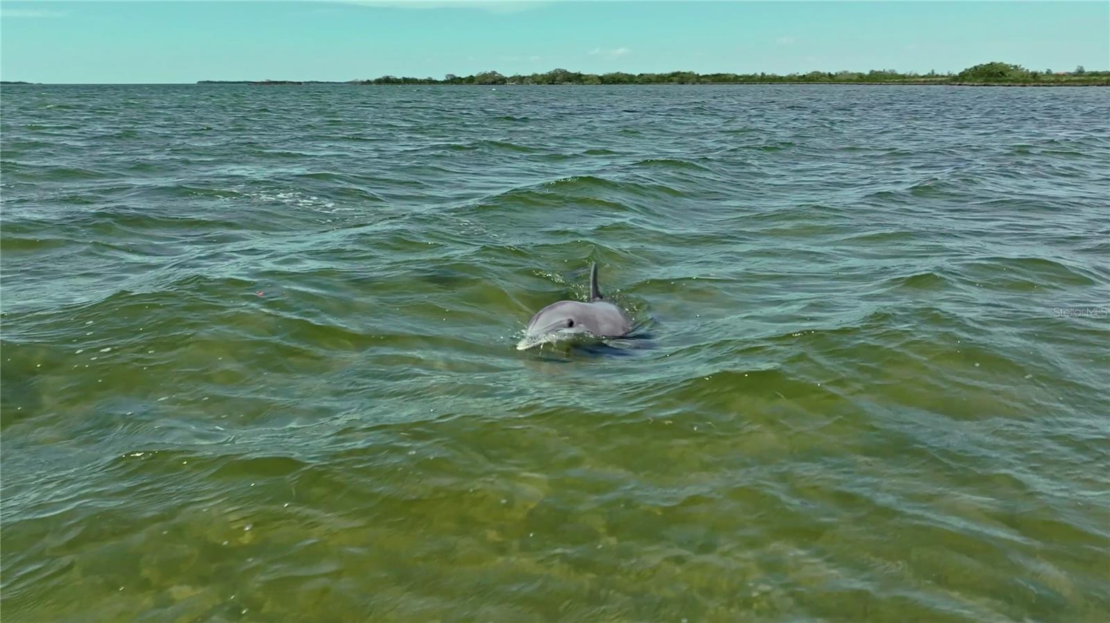 Friendly Dolphins play nearby daily