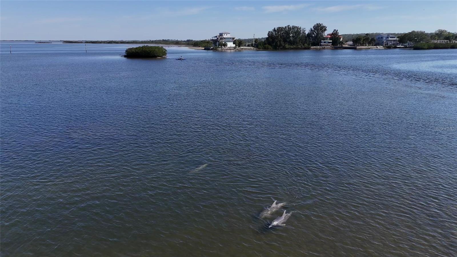 Dolphins with home in background