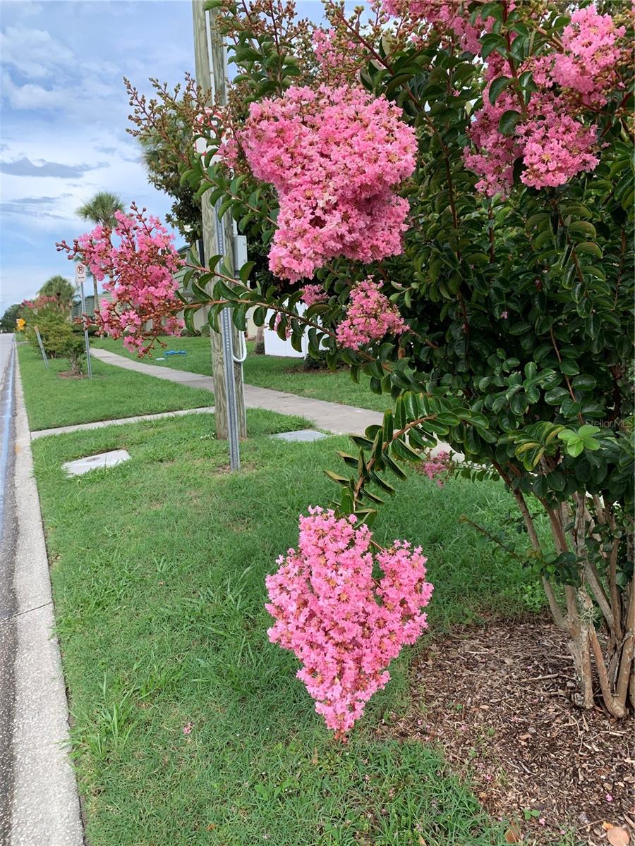 Blooming Myrtle
