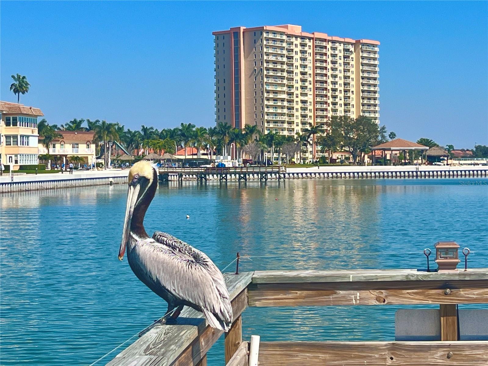 Resident Pelican