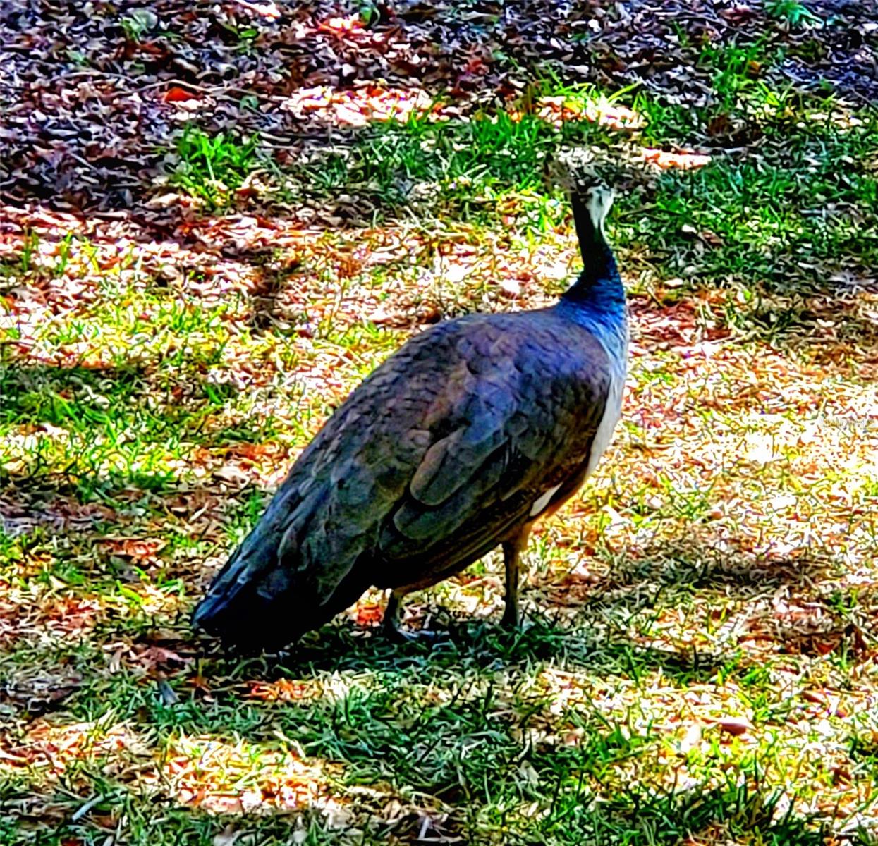 FREQUENT VISITOR