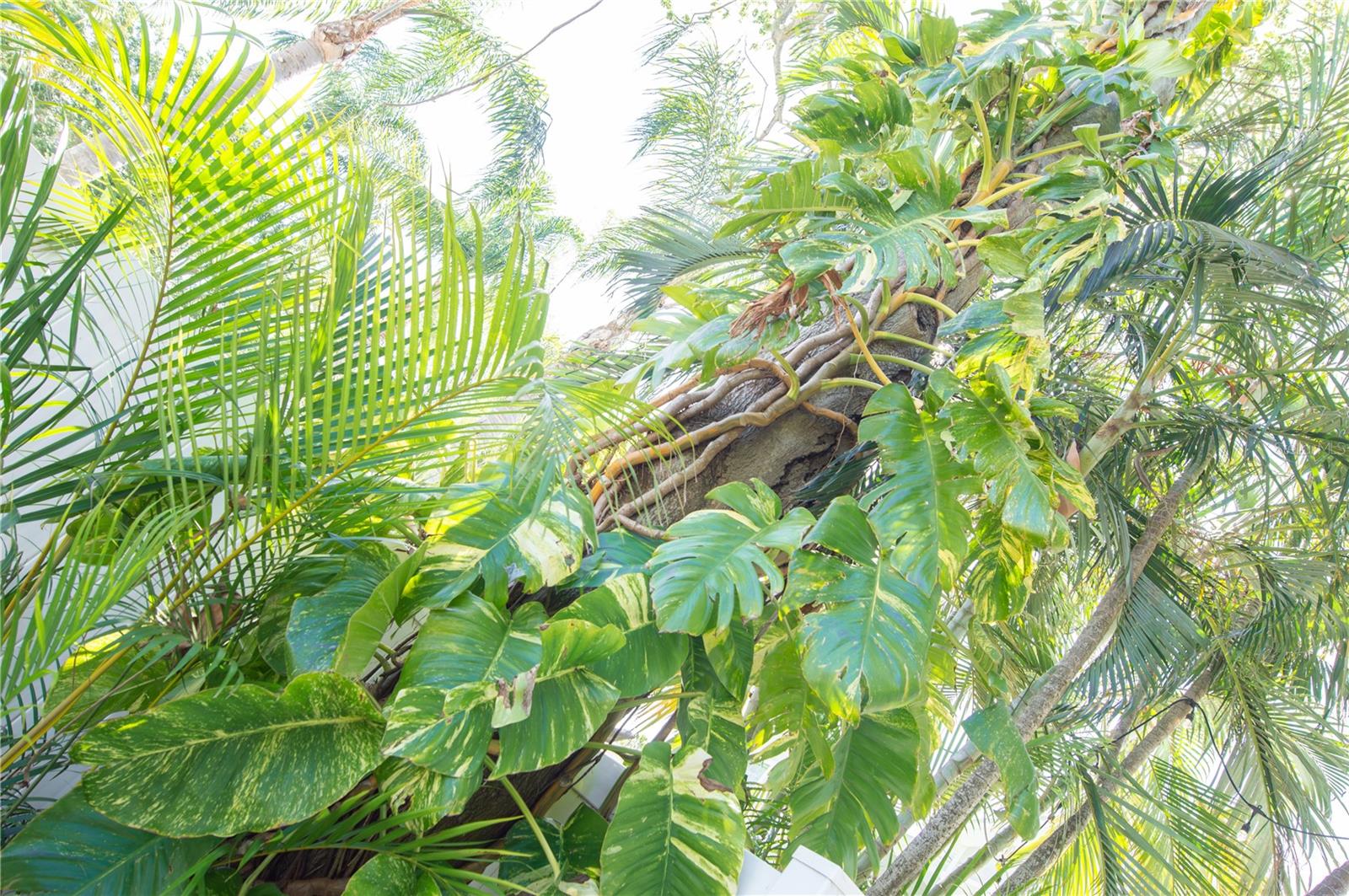 LUSH TROPICAL LANDSCAPING.