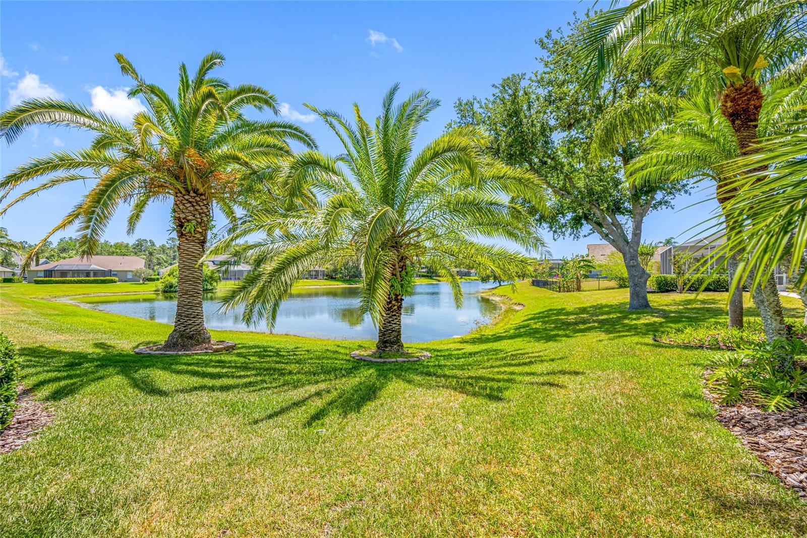 Back of home pond view