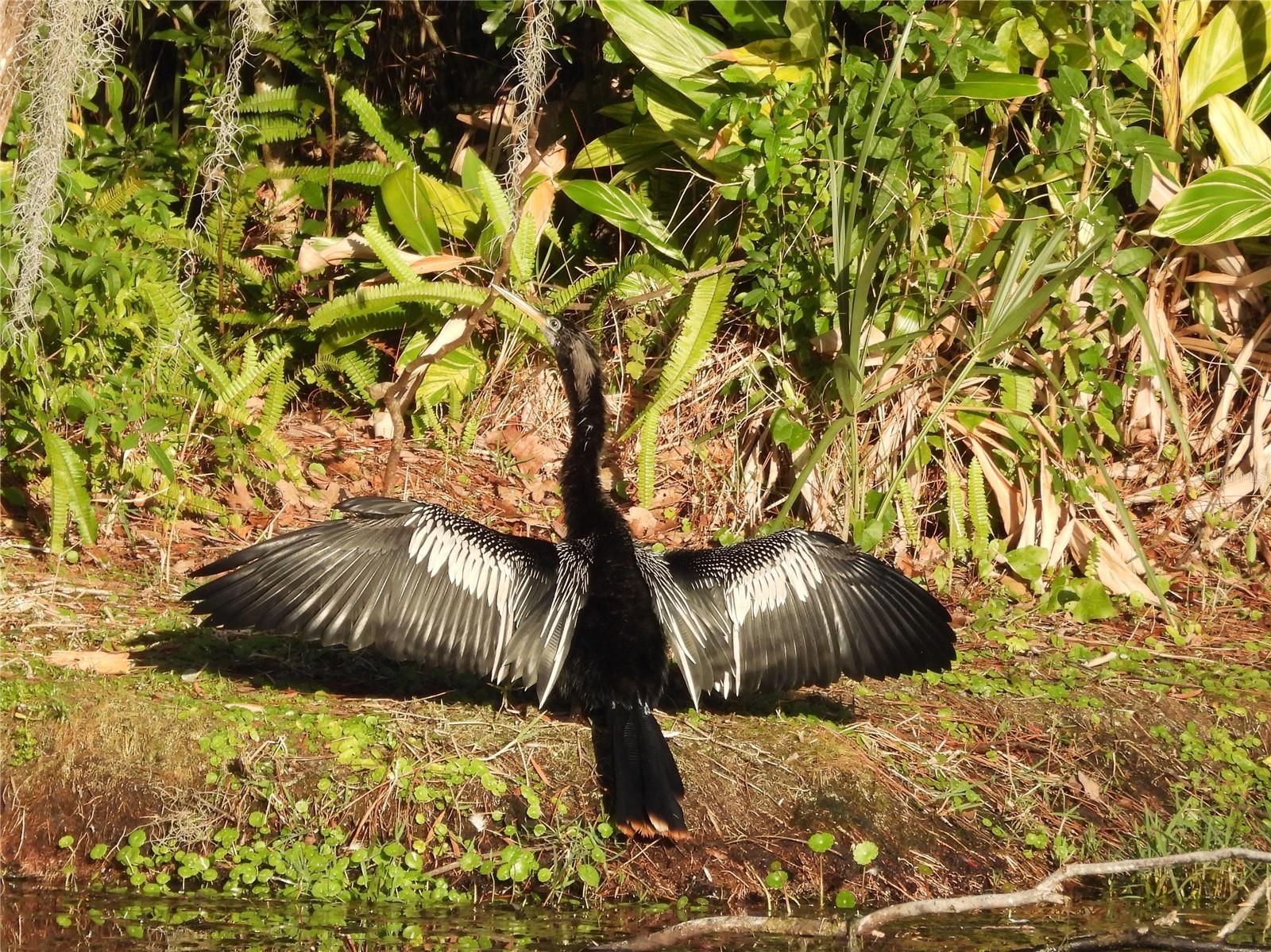 Wildlife Seen From The Back Yard On The Pond