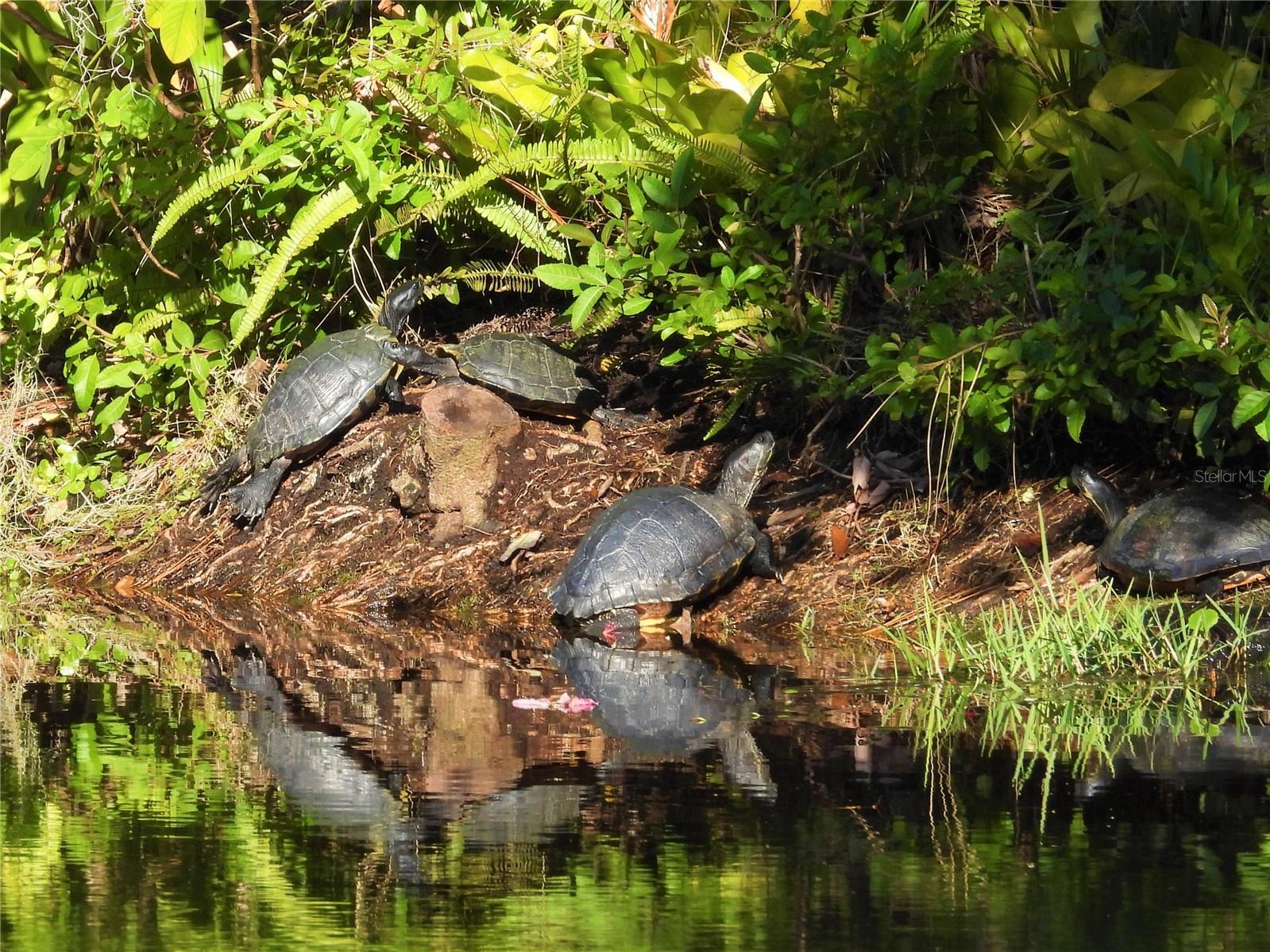 Wildlife Seen From The Back Yard On The Pond