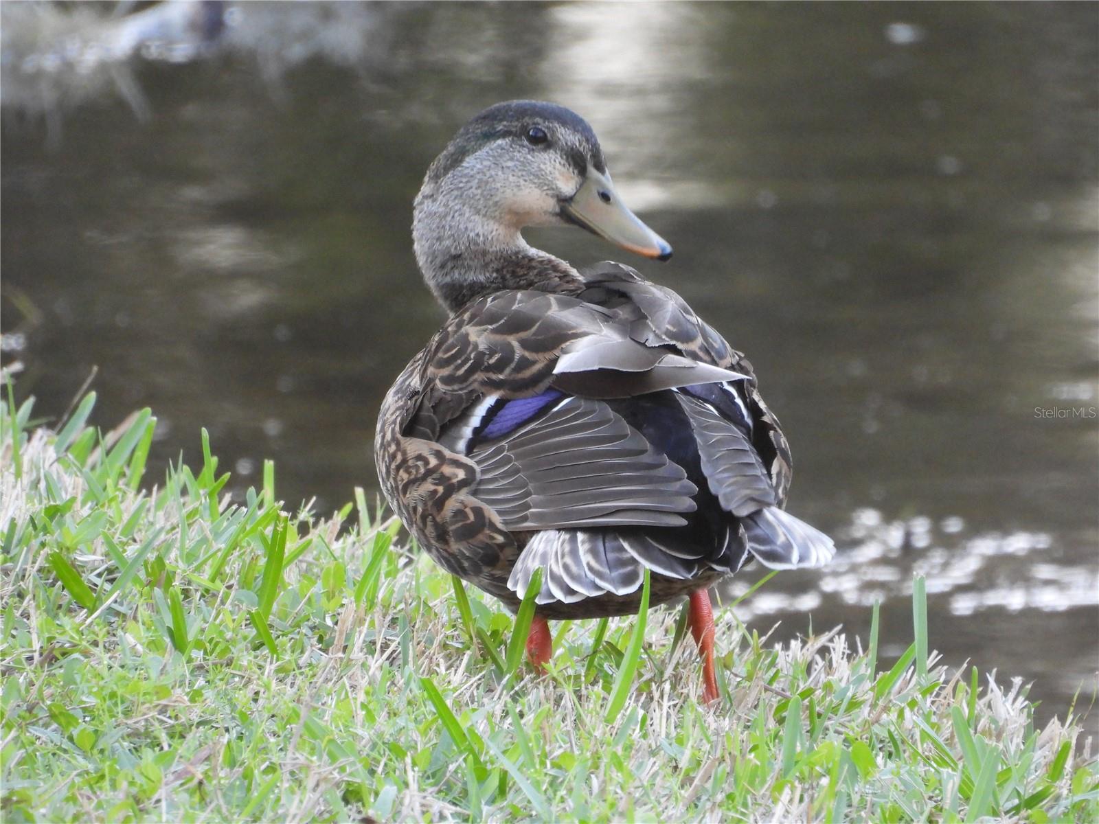 Wildlife Seen From The Back Yard On The Pond