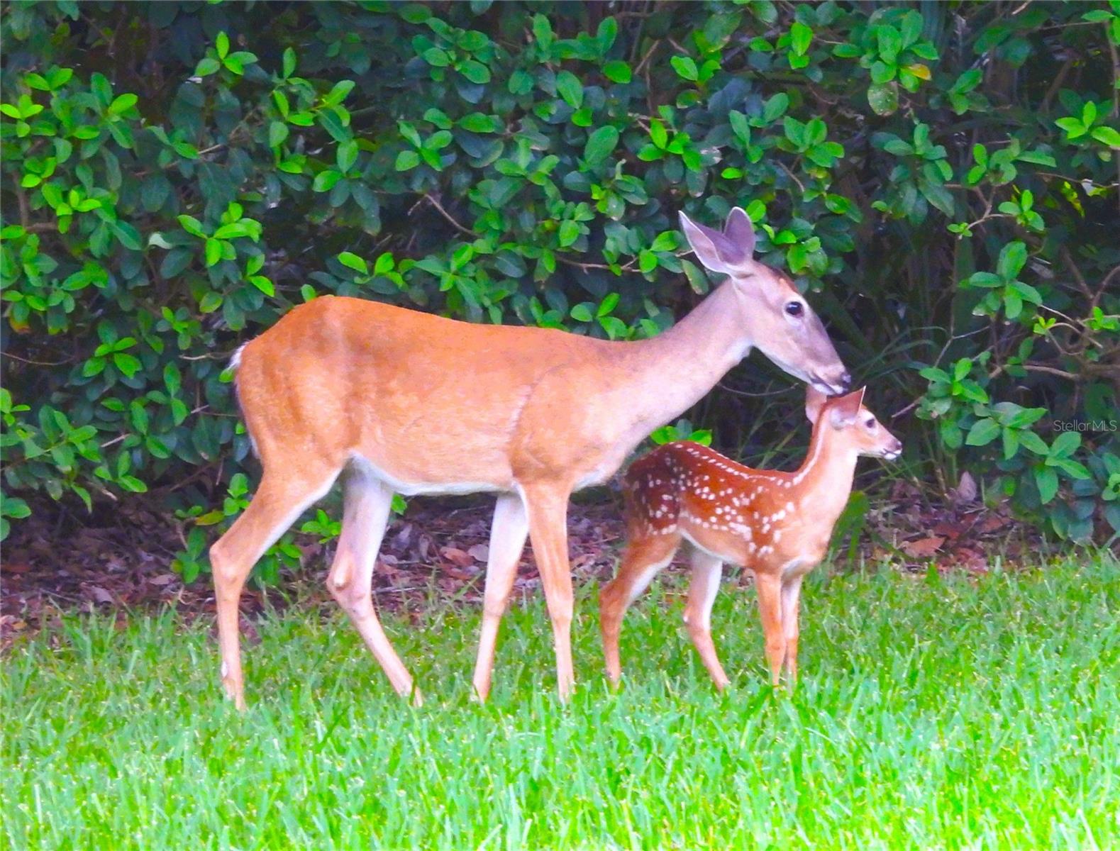 Wildlife Seen Near The Community