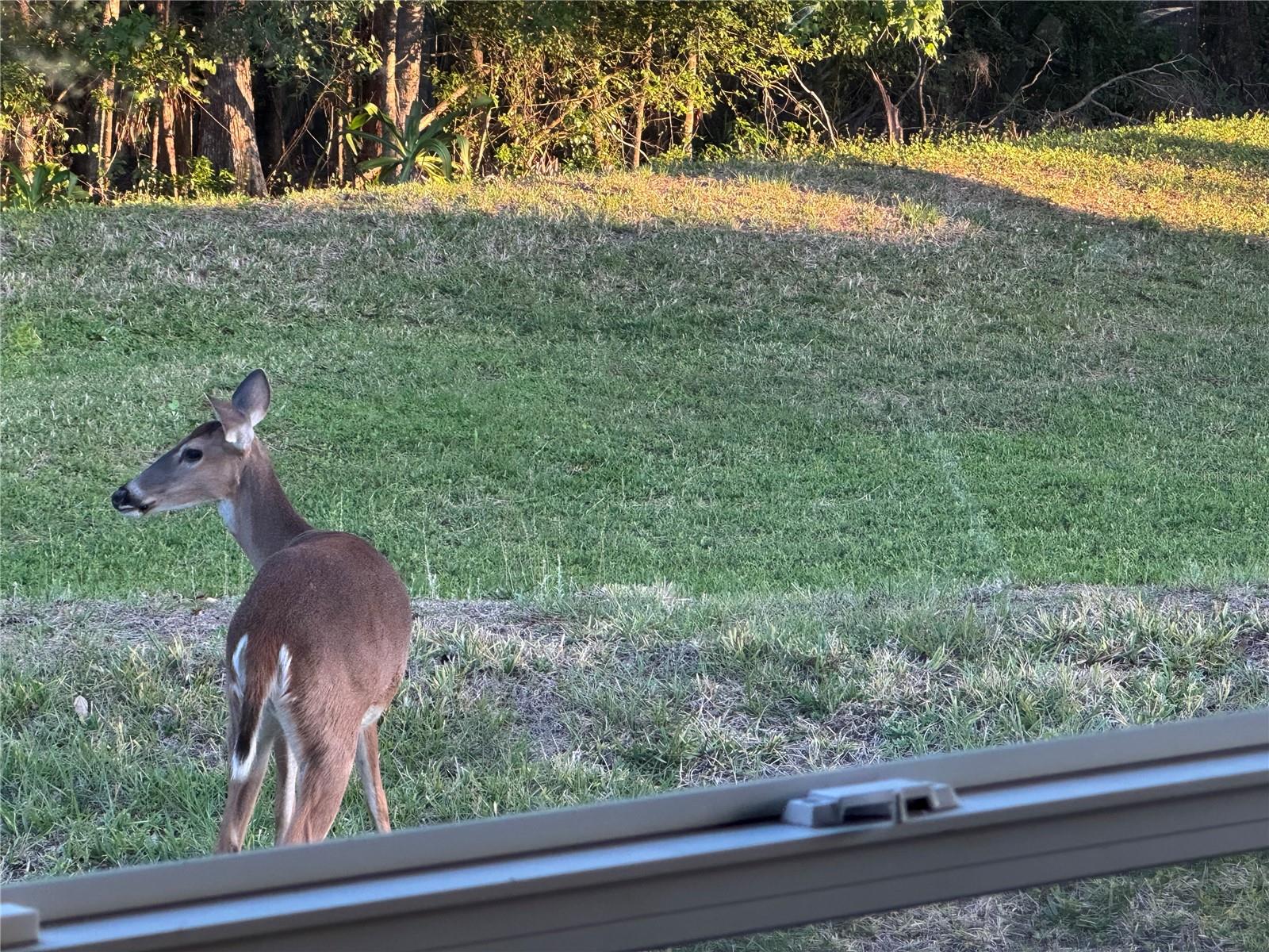 Deer in backyard