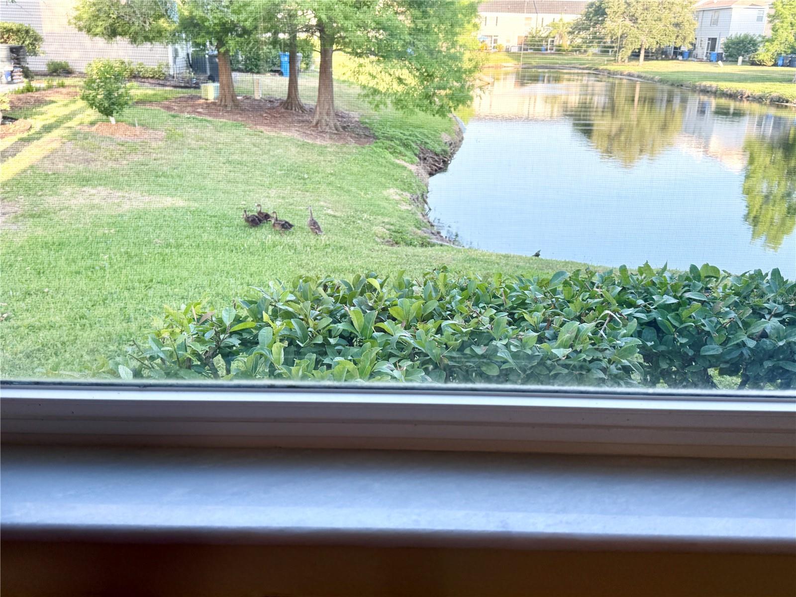 Kitchen window view with ducks