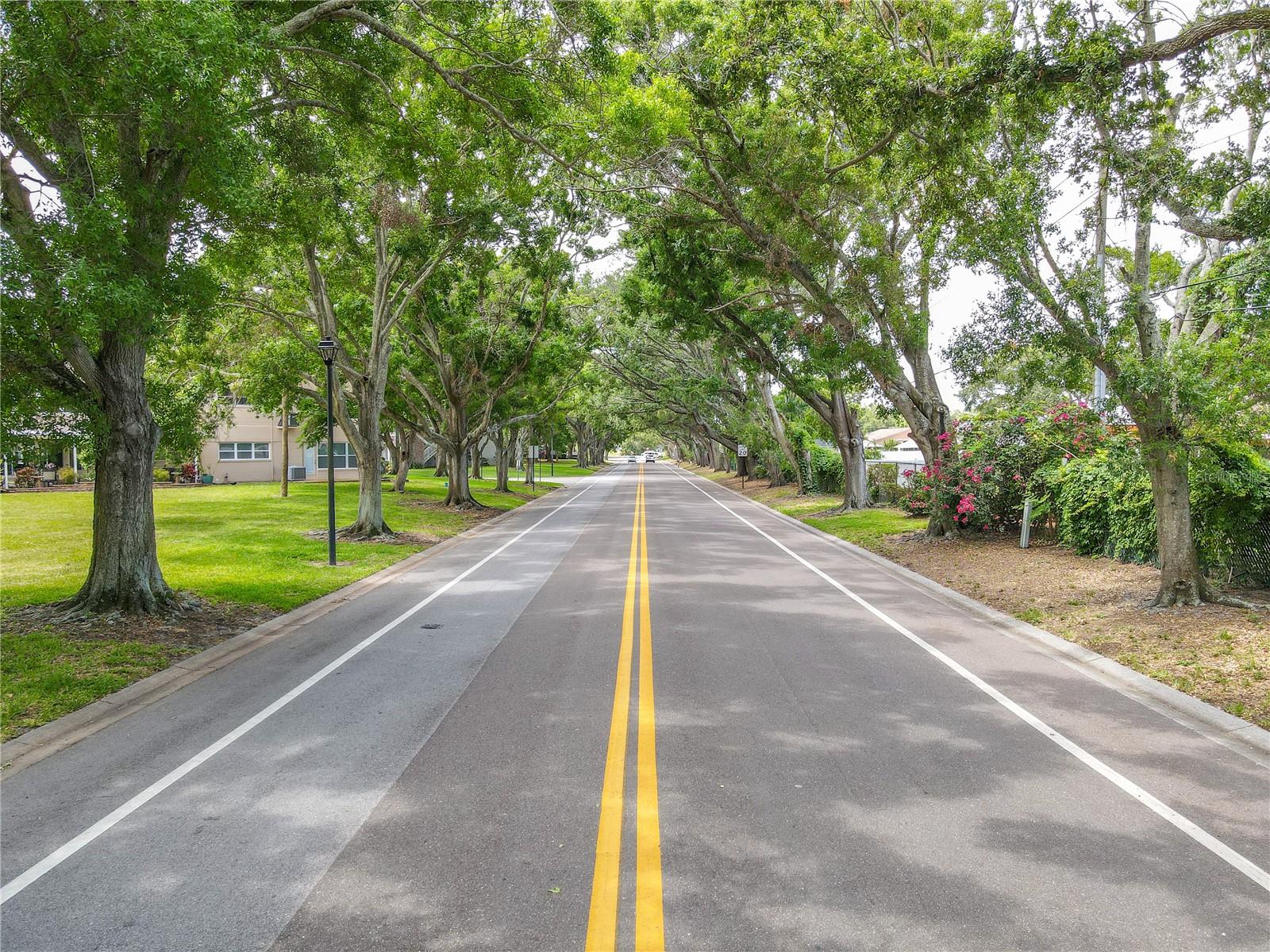 On Top of the World Tree Lined Streets