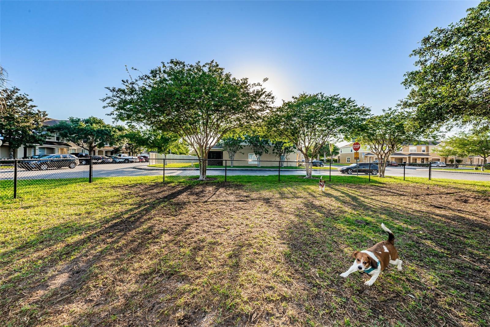 Dog Park