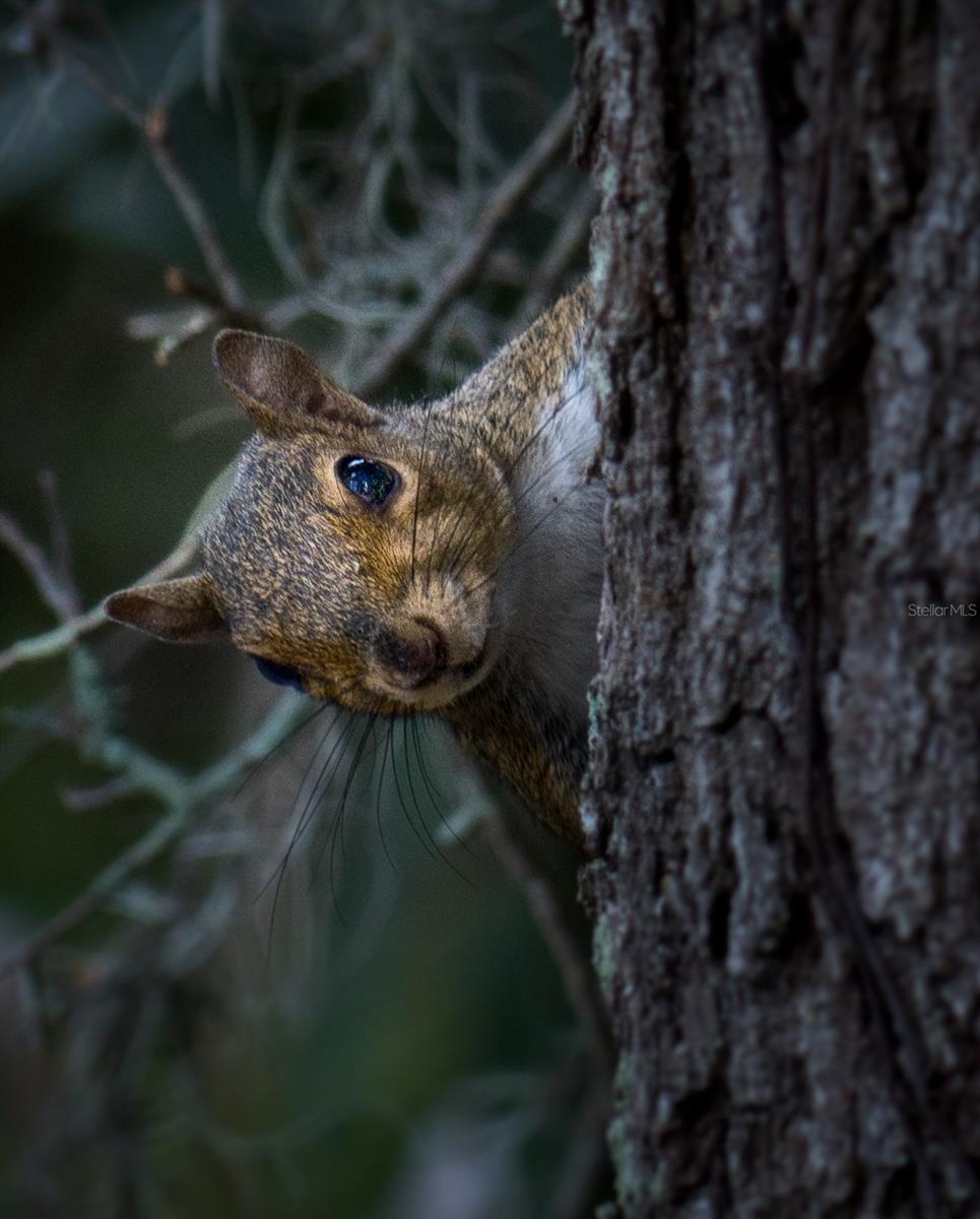 Wildlife shots from within the Five Towns Community